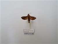 藏品(凹緣天蛾)的圖片